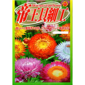 楽天市場 貝細工 苗の通販
