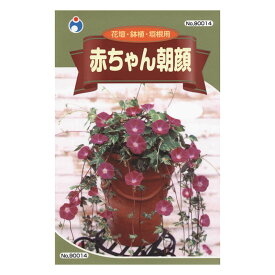 楽天市場 赤ちゃん朝顔の通販