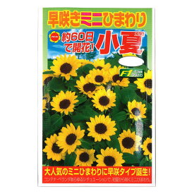 楽天市場 ミニひまわり 種の通販