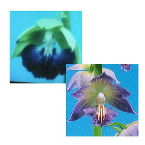 苗 エビネの人気商品 通販 価格比較 価格 Com