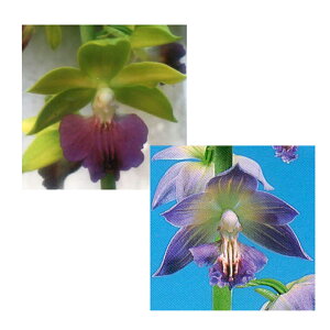 苗 エビネの人気商品 通販 価格比較 価格 Com