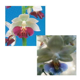 楽天市場 エビネ 蘭の通販