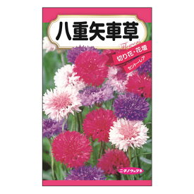 楽天市場 矢車草 八重の通販
