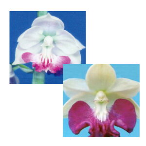 Grl rc 2024 ԑ̕×N̓ Yn 