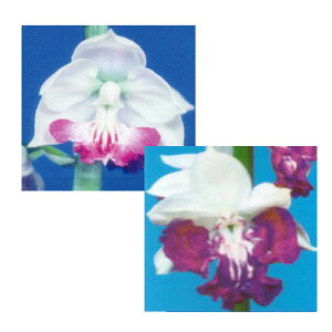 Grl rc 2024 ԑ̕×Vo Yn 