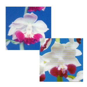 Grl rc 2024 ̑ȕ×lYہi4{́j Yn 