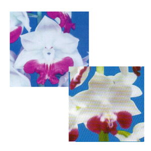 Grl rc 2024 ×lYہi4{́j Yn 