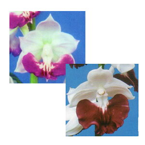 Grl rc 2024 Ԕs×_ Yn 