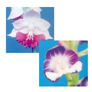 Grl rc 2024 ̂×`Ci4{́j Yn 