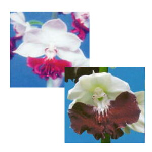 Grl rc 2024 t̋×_ Yn 