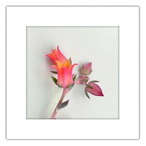 ܂ɂ }Cbg A[gg `[bv pgCZbg 5  ~gC h ATW-5 502212 4571263021522