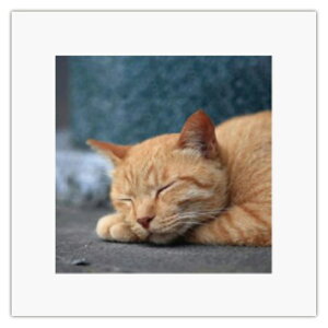 ܂ɂ }Cbg A[gg ˂2 pgCZbg 5  ~gC h ATW-5 502223 4571263022055