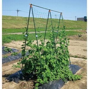 DAIM xZbg 1.8m×1.8m TS-1.8 4968438010656