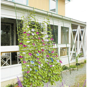 DAIM ΂̃J[e 3m Lk Ch1800 Ċ| 4968438012155