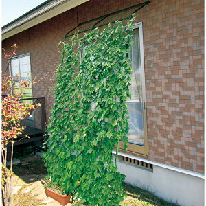 DAIM ΂̃J[e LkA[`^ Ch1800 A[`deĂ 4968438014944