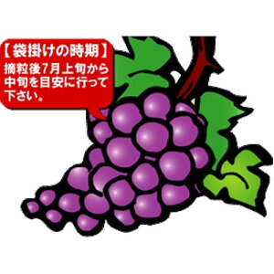 果実袋 ぶどう 100枚入り小