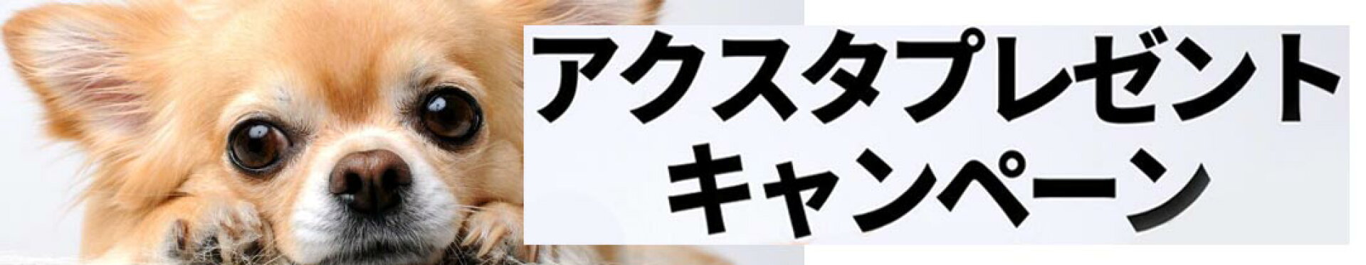 アクスタキャンペーン