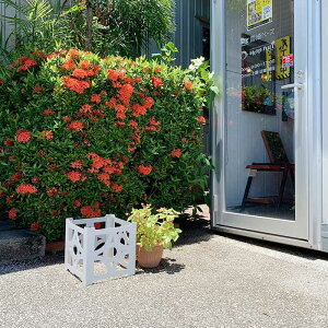 ԃubNBOX STCY A~ S~ AؔJo[ hanabox-S0001