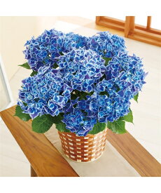 楽天市場 ハワイアン 花の通販