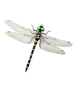 S} 2Zbg t  H ~ | Y | jbZ nissen