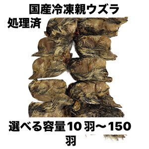 国産冷凍親ウズラ(処理済) 即日発送 同梱可 選べる容量 10羽〜150羽