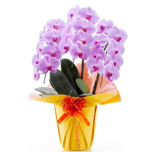 yϗtAzӒi3{ 24ցj jg y[J[Ez