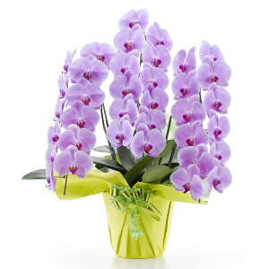 yϗtAzӒi3{ 36ցj jg y[J[Ez