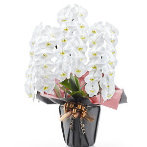 yϗtAzӒi3{ 39ցj jg y[J[Ez