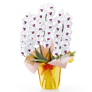 yϗtAzӒi3{ 39ցj jg y[J[Ez