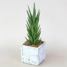 【観葉植物】サンセペリア「フランシシー」 木目調セメントポット仕立　ニトリ 【メーカー直送・送料無料】