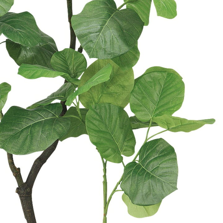 楽天市場 P5倍 Ql グリーン ウンベラータ ニトリ 玄関先迄納品 1年保証 おしゃれ インテリアファブリック フェイクグリーン 人工 観葉植物 造花 ニトリ 楽天市場 P5倍 Ql グリーン ウンベラータ ニトリ 玄関先迄納品 1年保証 おしゃれ インテリアファブリック フェイクグリーン 人工 観葉植物 造花 ニトリ