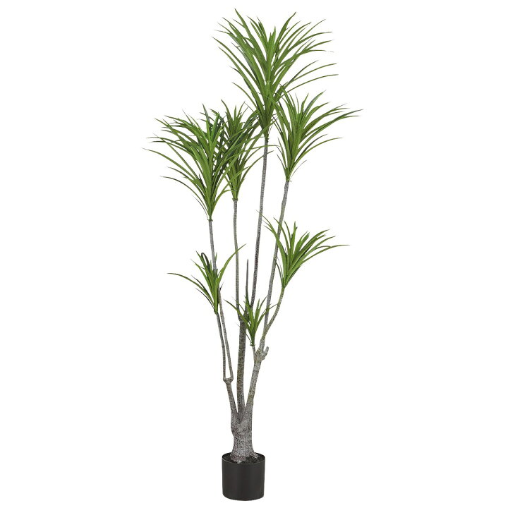 楽天市場 幅15cm フェイクグリーン 150 ドラセナ Os3 5 258 ニトリ 玄関先迄納品 1年保証 合計金額円以上送料無料対象商品 ニトリ