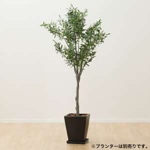 玄関 ツリー 観葉植物の人気商品 通販 価格比較 価格 Com