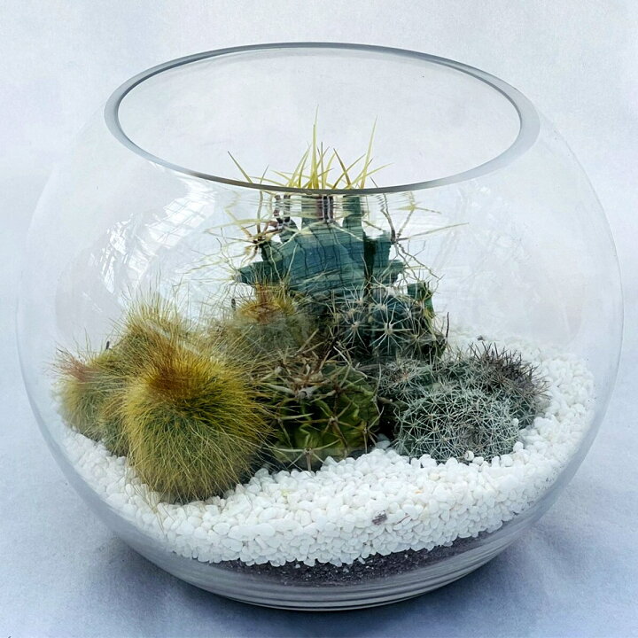 楽天市場】【観葉植物】サボテン ガラス鉢 メーカー直送・送料無料 