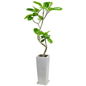 yϗtAztBJXuAeV}v@ȕtE픫d jg@[J[E