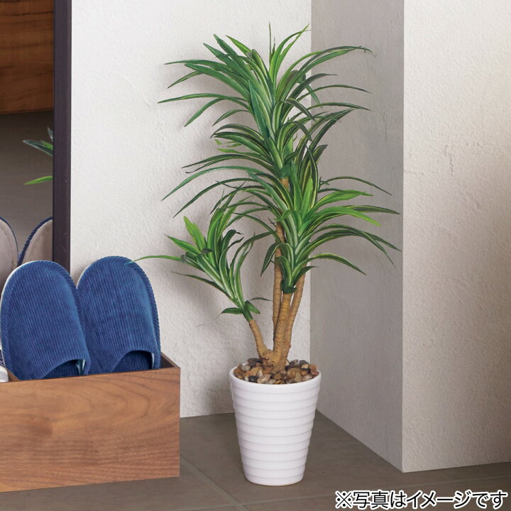 楽天市場 ドラセナ セラミックポット 57cmwh F1 Pu394 118 ニトリ 玄関先迄納品 1年保証 合計金額円以上送料無料対象商品 ニトリ