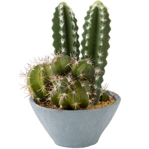 玄関 サボテン 観葉植物の人気商品 通販 価格比較 価格 Com