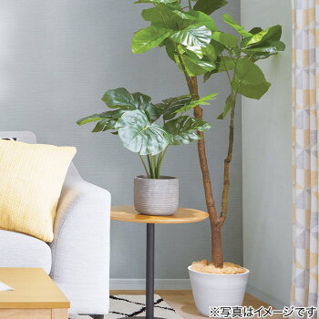 楽天市場 モンステラ70cm セメントポット ニトリ 玄関先迄納品 1年保証 合計金額円以上送料無料対象商品 ニトリ