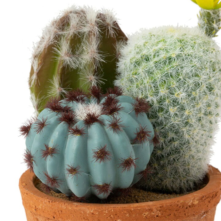 サボテン寄せ植え セメントポット(丸) ニトリ 【玄関先迄納品】 〔合計金額11000円以上送料無料対象商品〕 ニトリ サボテン寄せ植え セメントポット(角) ニトリ 『玄関先迄納品』