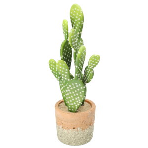 玄関 サボテン 観葉植物の人気商品 通販 価格比較 価格 Com