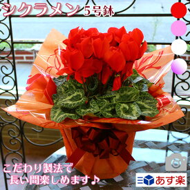 楽天市場 五寸 鉢 花 観葉植物 花 ガーデン Diy の通販