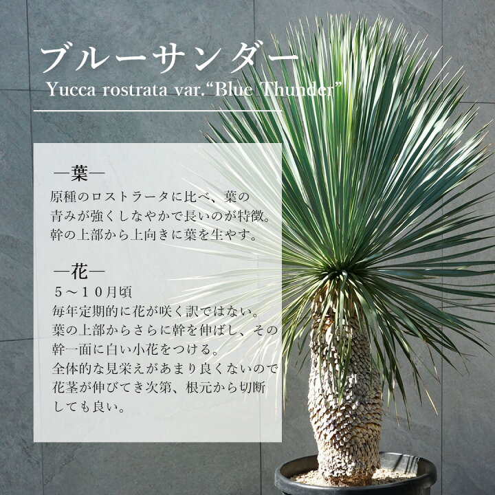 楽天市場】【現品】【 ロストラータ ブルーサンダー】ユッカ 自然風樹 