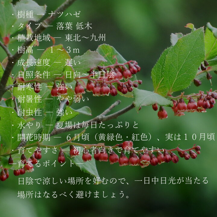 楽天市場】山採り【ナツハゼ】夏櫨 本株立ち 自然風樹形 樹高H≒245 