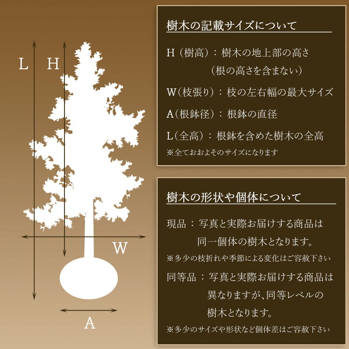 楽天市場】山採り【ヒナウチワカエデ】楓 株立ち 自然風樹形 樹高H 