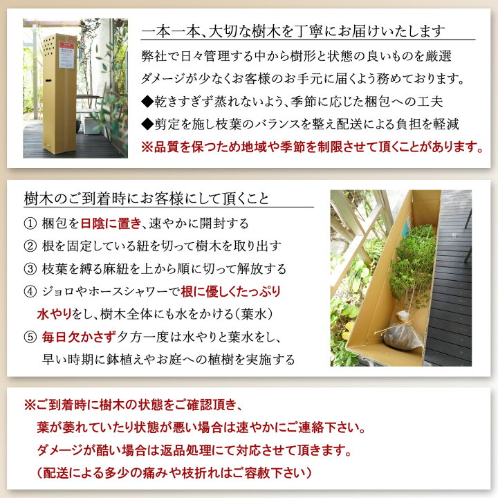 楽天市場】【現品】【クロモジ】黒文字 株立ち 自然風樹形 樹高H≒200 