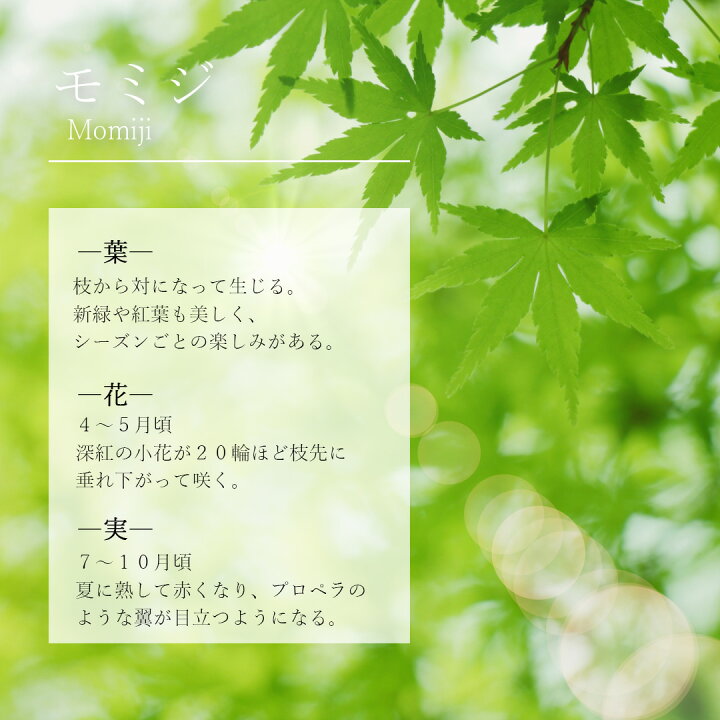 楽天市場】【現品】山採り【オオモミジ】紅葉 株立ち 自然風樹形 樹高H