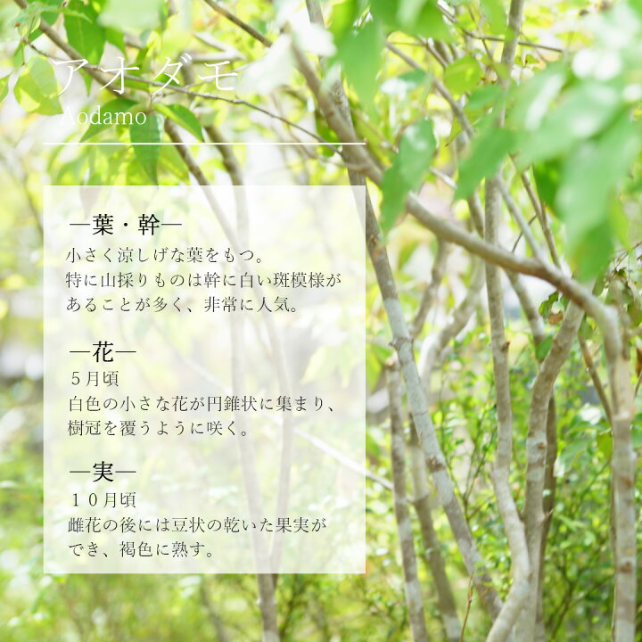 楽天市場】山採り【アオダモ】株立ち 自然風樹形 コバノトネリコ 樹高H 