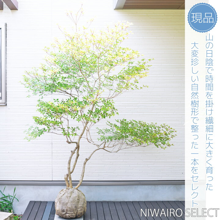 楽天市場】山採り【ドウダンツツジ】 自然樹形 株立ち 樹高H≒195 × 枝 