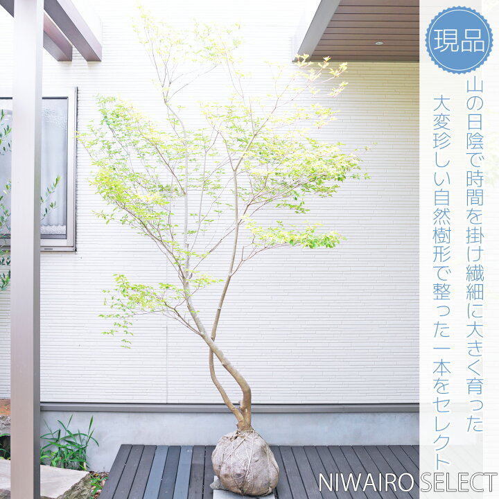 楽天市場】山採り【ドウダンツツジ】 自然樹形 株立ち 樹高H≒210 × 枝 