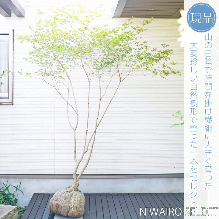楽天市場】山採り【ドウダンツツジ】 自然樹形 株立ち 樹高H≒200 × 枝 